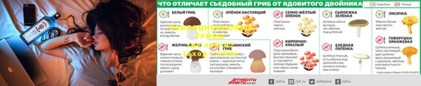 PSILOCYBIN Алзамай